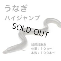 ウナギハイジャンプ