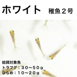 画像1: ホワイト稚魚２号