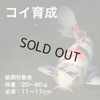 コイ育成ＥＰ－３