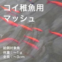 コイ稚魚用マッシュ