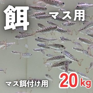 画像1: マス餌付け用