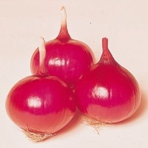 画像1: レッドスター