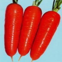 紅楽五寸人参