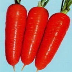 画像1: 紅楽五寸人参