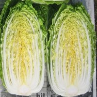 CR秋月８５白菜