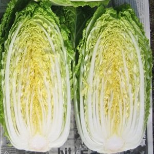 画像1: CR秋月８５白菜