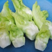 春蕾