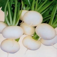 うまい蕪