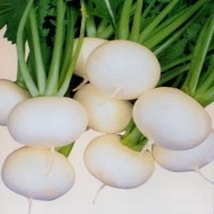 画像1: うまい蕪