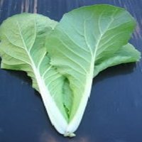 多彩菜