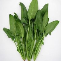 リーガル法蓮草