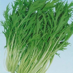 画像1: 千石早生水菜