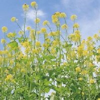 緑肥用からしな　黄花のちから