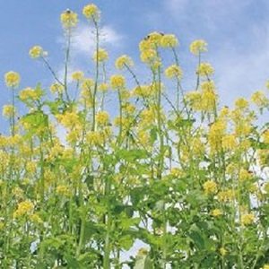 画像1: 緑肥用からしな　黄花のちから