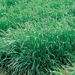 画像1: アウェナストリゴサ(えん麦 野生種) 　ネグサレタイジ