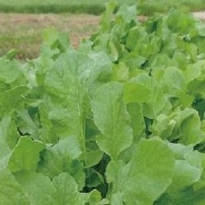 画像1: 緑肥用だいこん　コブ減り大根