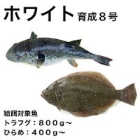 ホワイトフロート育成８号