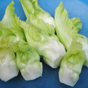 春蕾
