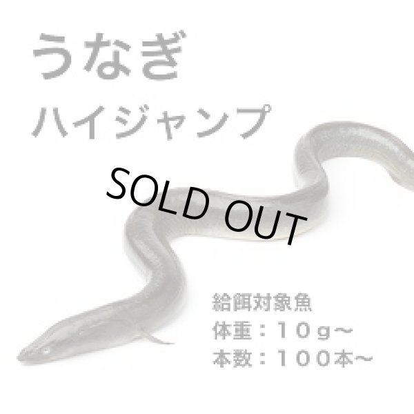 ハイジャンプ 6キロ うなぎの餌 ウナギの餌 鰻の餌 鰻用 練り餌 養鰻飼料 Amazon.co.jp: ハイジャンプ 1キロ うなぎの餌 ウナギの餌 鰻の