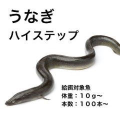 ウナギハイステップ