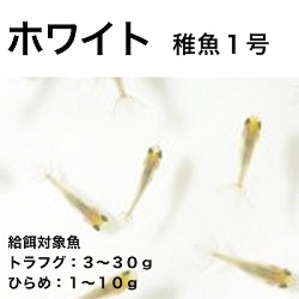 画像1: ホワイト稚魚１号 (1)
