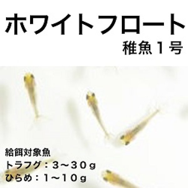 画像1: ホワイトフロート稚魚１号 (1)