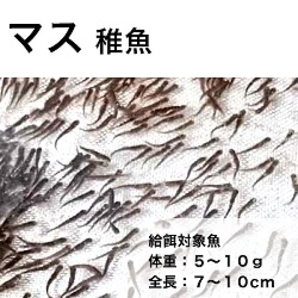 画像1: マス稚魚用ＥＰ－４ (1)