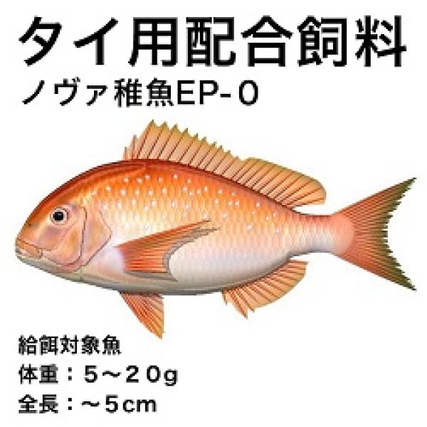画像1: ノヴァ稚魚ＥＰ－０ (1)