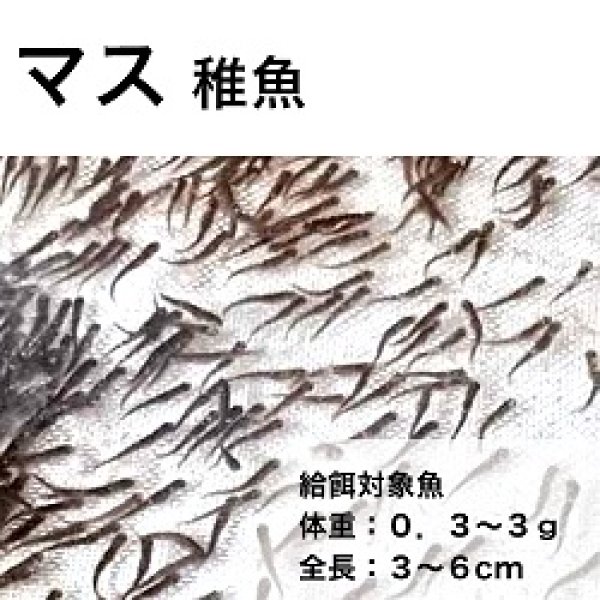 画像1: マス稚魚用ＥＰ－１ (1)