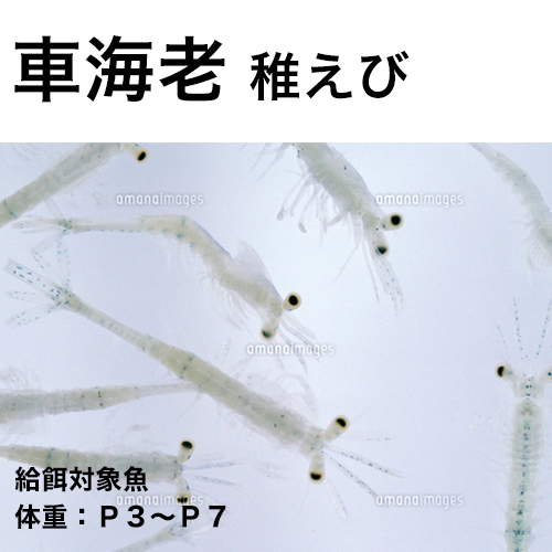 車海老稚えび用１号 クルマエビのエサ 沈下 飼料 肥料 販売店 富士
